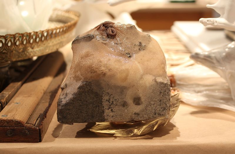 Cabinet de curiosités