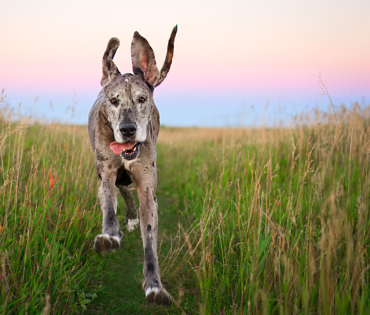 Alberta pet photography near Calgary Great Dane named Ruby mid-run with ears flying, photographed outdoors during a relaxed dog photography session at sunset