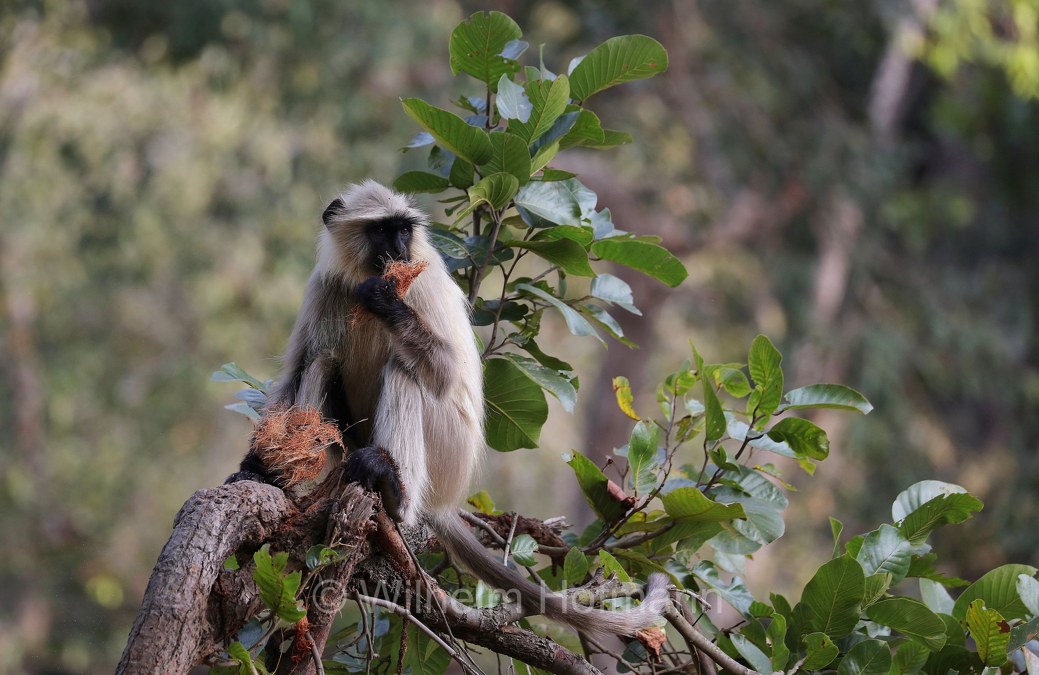 northern plains gray langur, sacred langur, Bengal sacred langur, Hanuman langur, Bengalischer Hanuman-Langur, entello delle pianure settentrionali, entello grigio, Bandhavgarh National Park, Bandhavgarh-Nationalpark, parco nazionale di Bandhavgarh, Madhya Pradesh, India, Indien