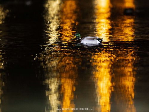 Anas platyrhynchos - Mallard