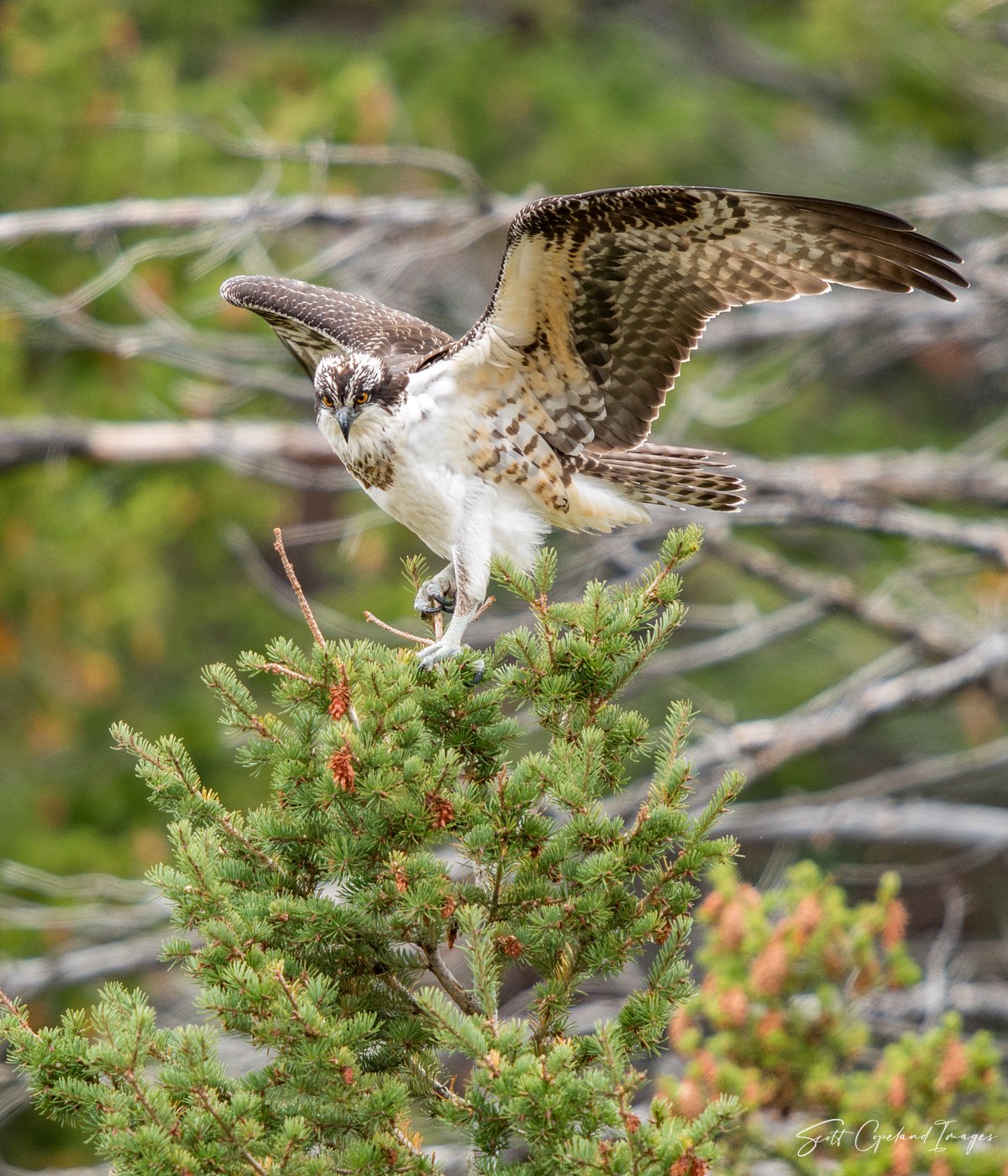 Osprey Perched