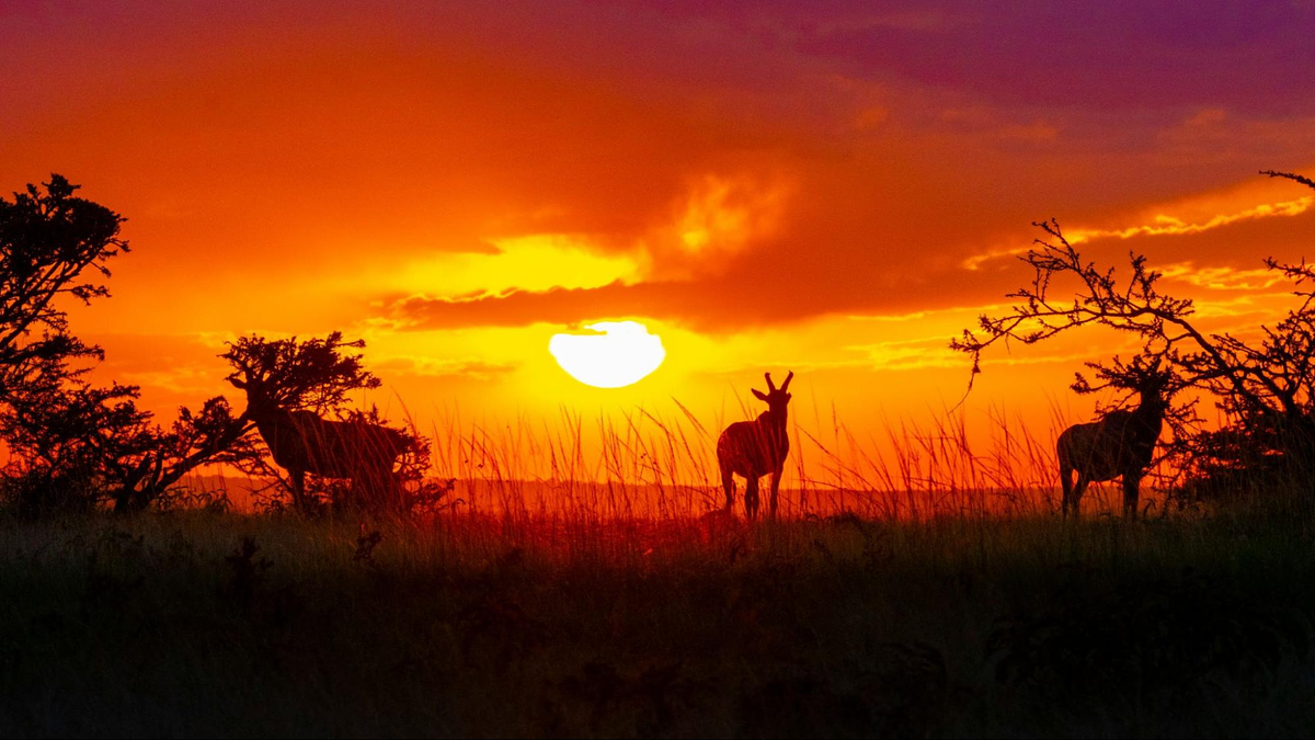Photographie de la faune
