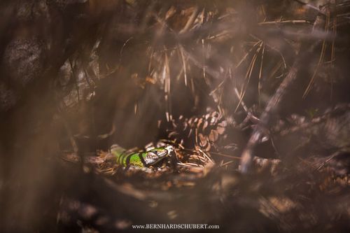 Lacerta viridis - European Green Lizard