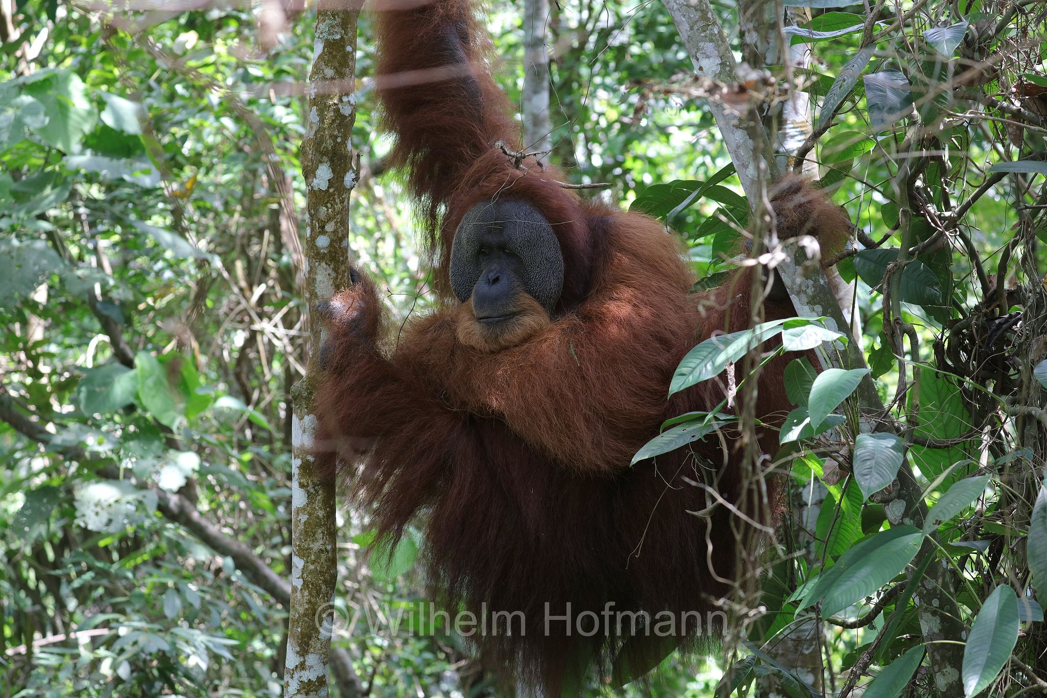 Sumatran orangutan, Sumatra-Orang-Utan, orango di Sumatra, Pongo abelii, Gunung Leuser National Park, Nationalpark Gunung Leuser, parco nazionale di Gunung Leuser, Bukit Lawang, Sumatra, Indonesia, Indonesien