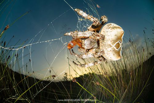 Araneus grossus - Giant orb-weaver