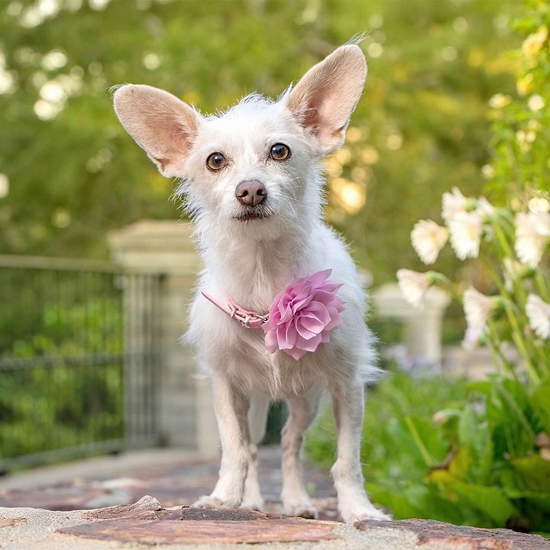 Vote for Sweetie Pie