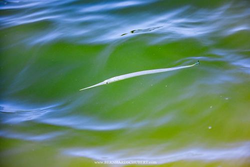 Strongylura sp. - Needlefish