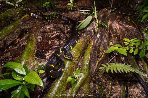 Boiga melanota - Western mangrove cat snake
