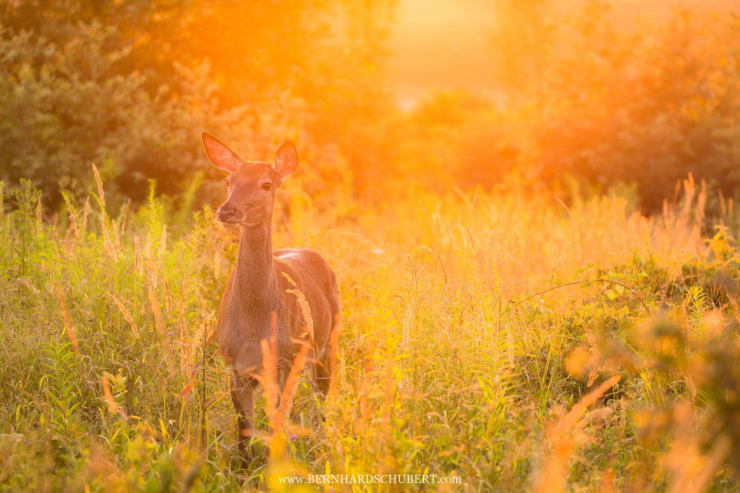 Cervus elaphus - Rothirsch