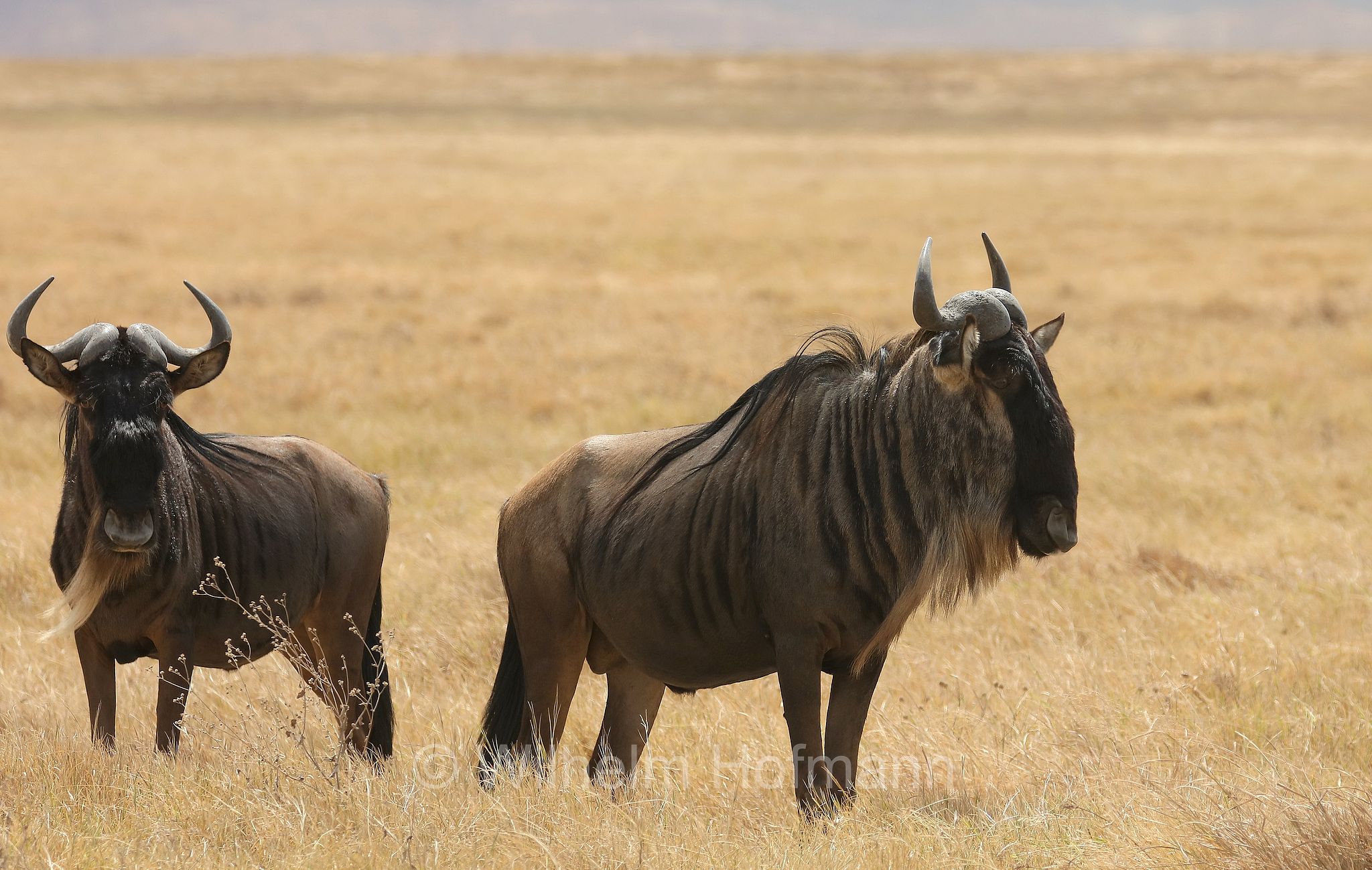 blue wildebeest, common wildebeest, white-bearded gnu, brindled gnu, Streifengnu, Blaues Gnu, gnu striato, gnu comune, gnu dalla barba bianca, gnu blu, connochaetes taurinus, area di conservazione di Ngorongoro, Ngorongoro Conservation Area, Ngorongoro Krater, Tanzania, Tansania