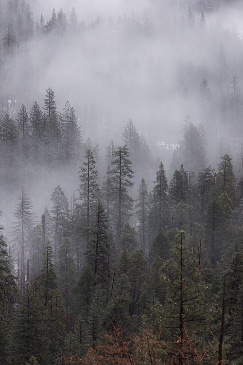 Canon Landscape Photography Savannah Travel Prints Yosemite Details