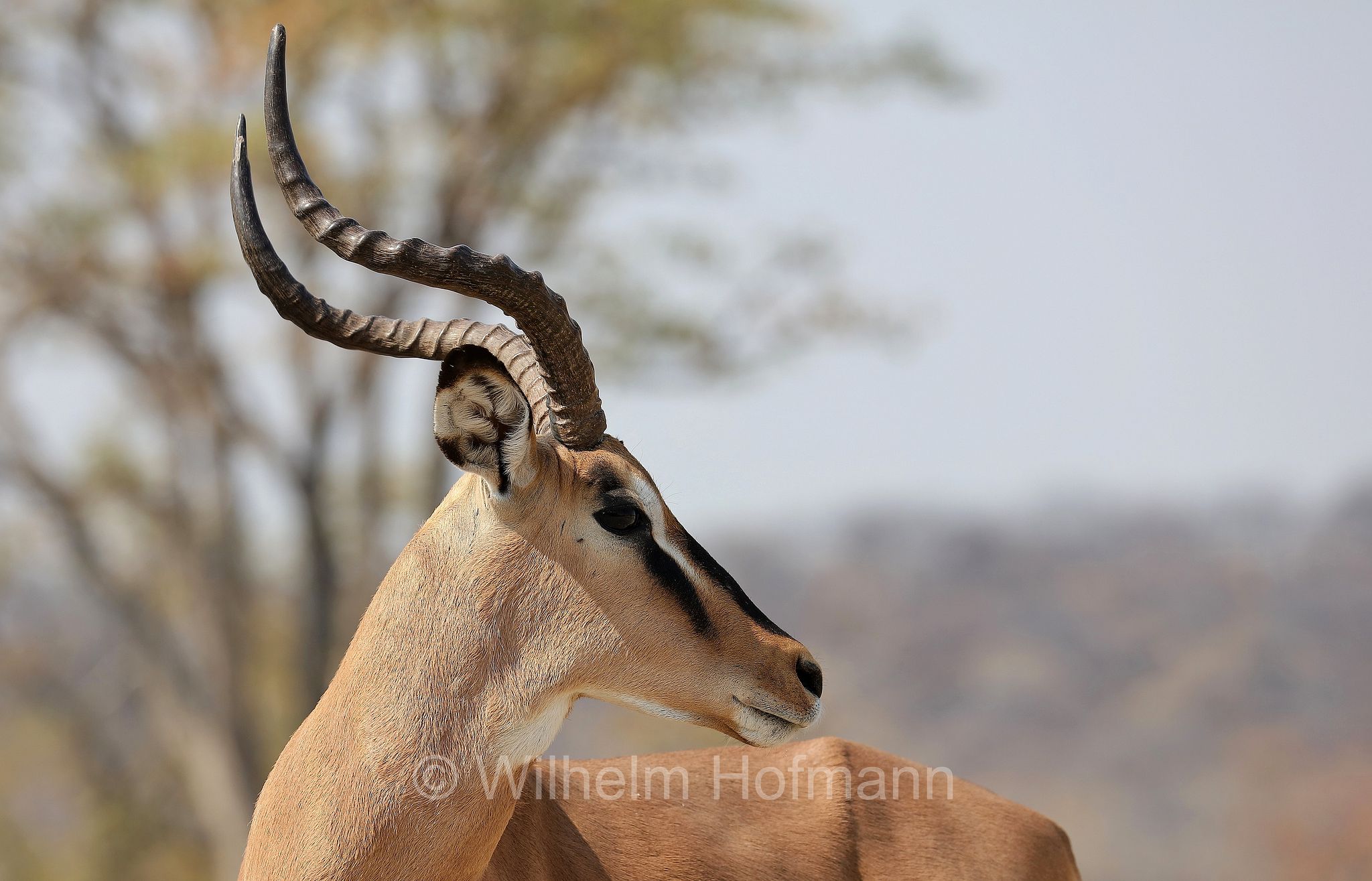 black-faced impala, Schwarznasenimpala, impala dalla faccia nera, Aepyceros melampus petersi, Etosha-Nationalpark, Etosha National Park, parco nazionale d'Etosha, Namibia