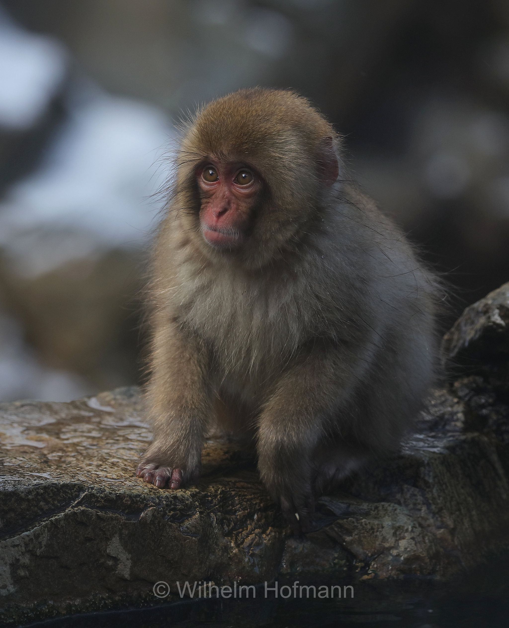 Japanese macaque, snow monkey, Nihonzaru, Japanmakak, Schneeaffe, Rotgesichtsmakake, macaco giapponese, macaco dalla faccia rossa, Macaca fuscata, Jigokudani Monkey Park, Jigokudani Yaen Kōen, Parco delle scimmie di Jigokudani, Nagano, Japan, Giappone