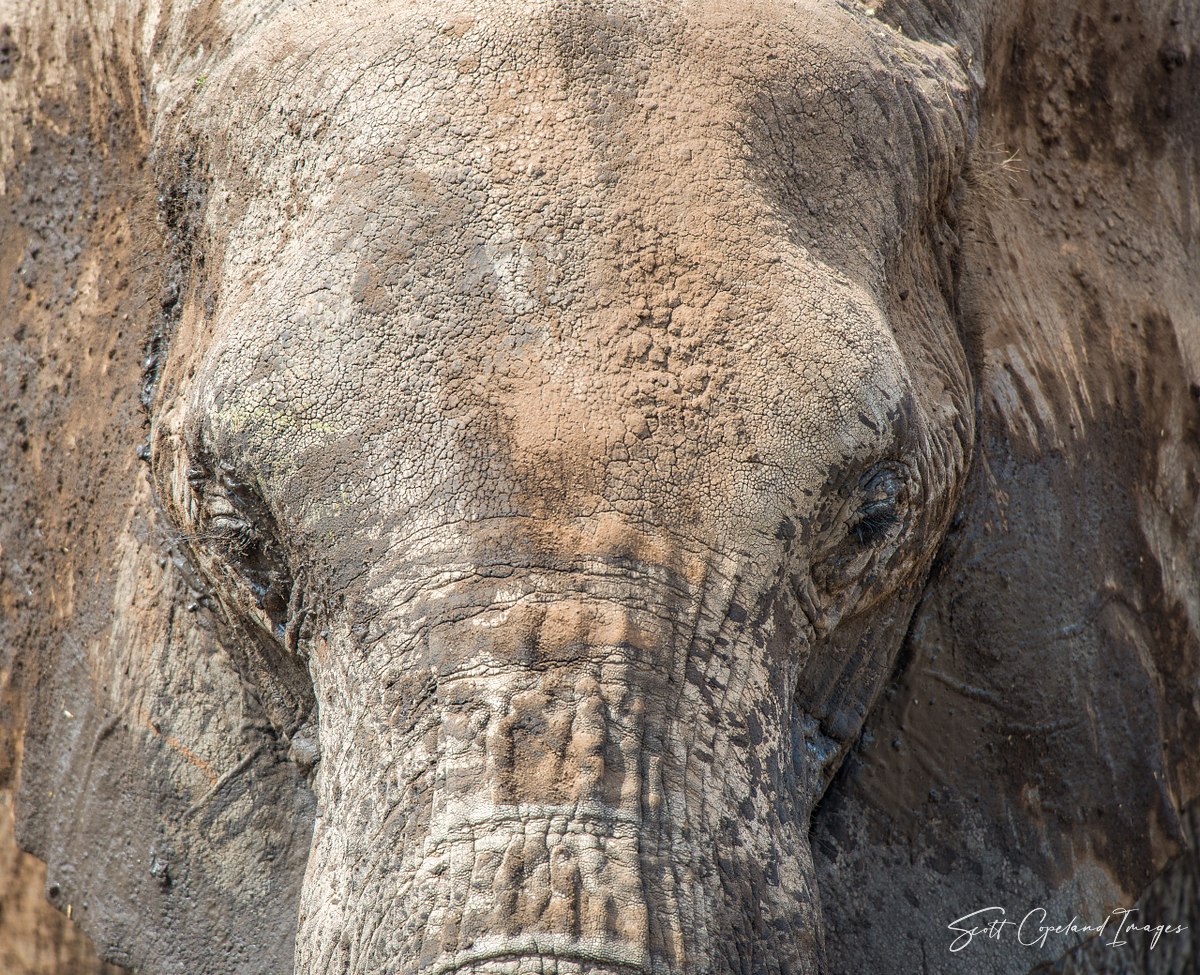Elephant Charm