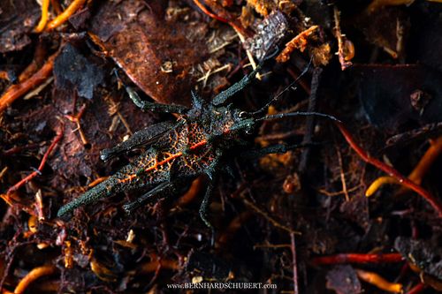 Discotettix belzebuth groundhopper