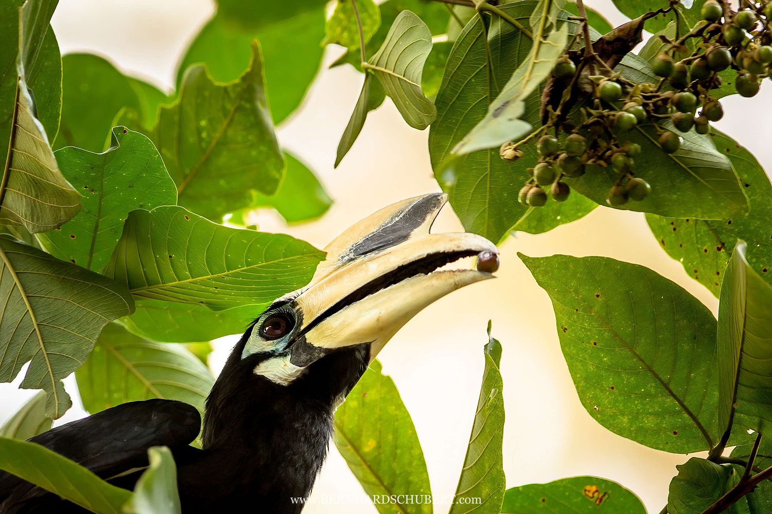 Anthracoceros albirostris - Orienthornvogel