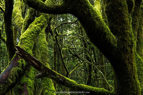 Mossy Inception