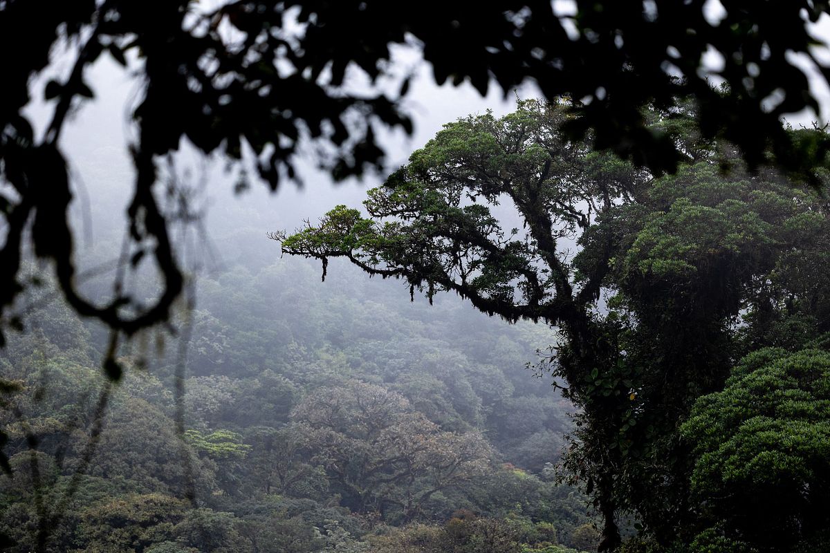 Dimmig tropisk molnskog med stora tr&auml;d och t&auml;t gr&ouml;n vegetation i bakgrunden.
