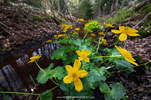 Caltha palustris – Sumpfdotterblume