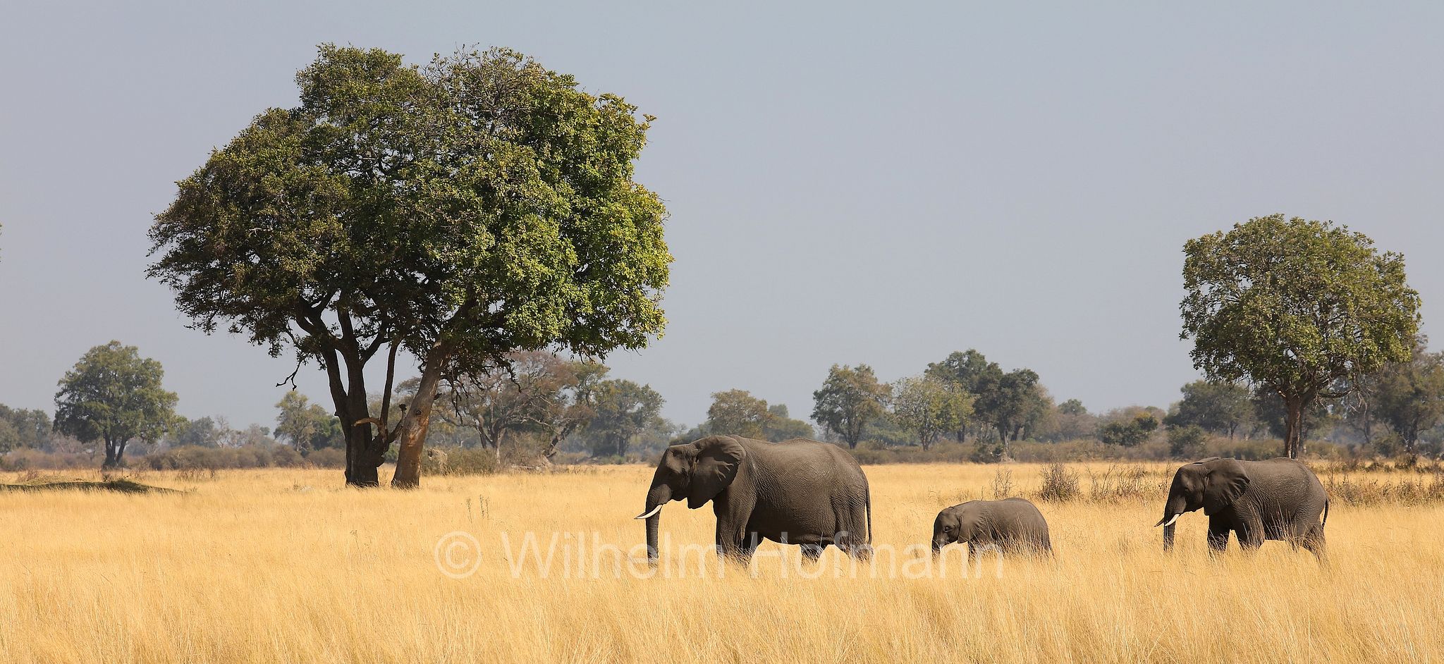African bush elephant, African savanna elephant, Afrikanischer Elefant, Afrikanischer Buschelefant, Afrikanischer Savannenelefant, Afrikanischer Steppenelefant, elefanto africano, elefanto africano di savana, Moremi Game Reserve, Moremi-Wildreservat, Okavango Delta, Okavango Grassland, Botswana, Republik Botsuana