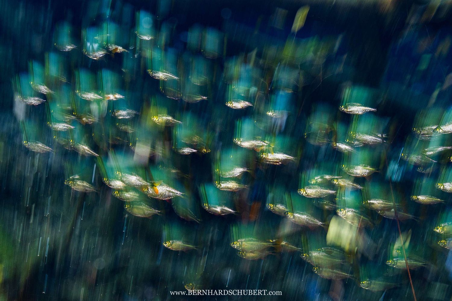 Fischimpression