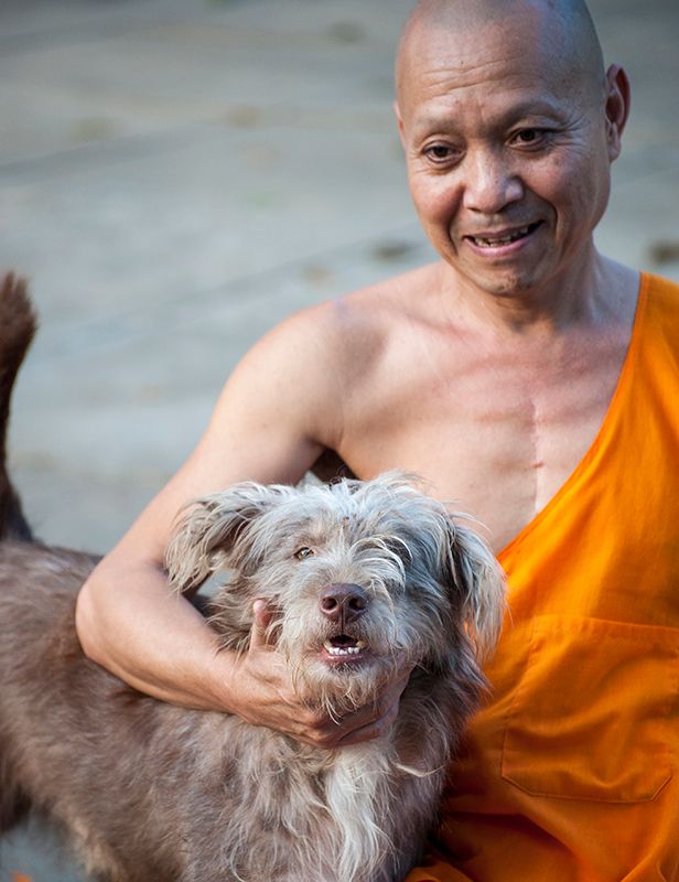 Dog at Luang Prabang