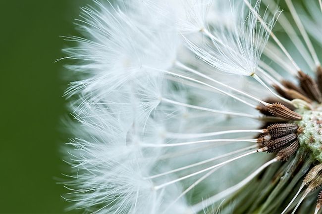 Macrofotografie - voorbeeld van sluitertijd