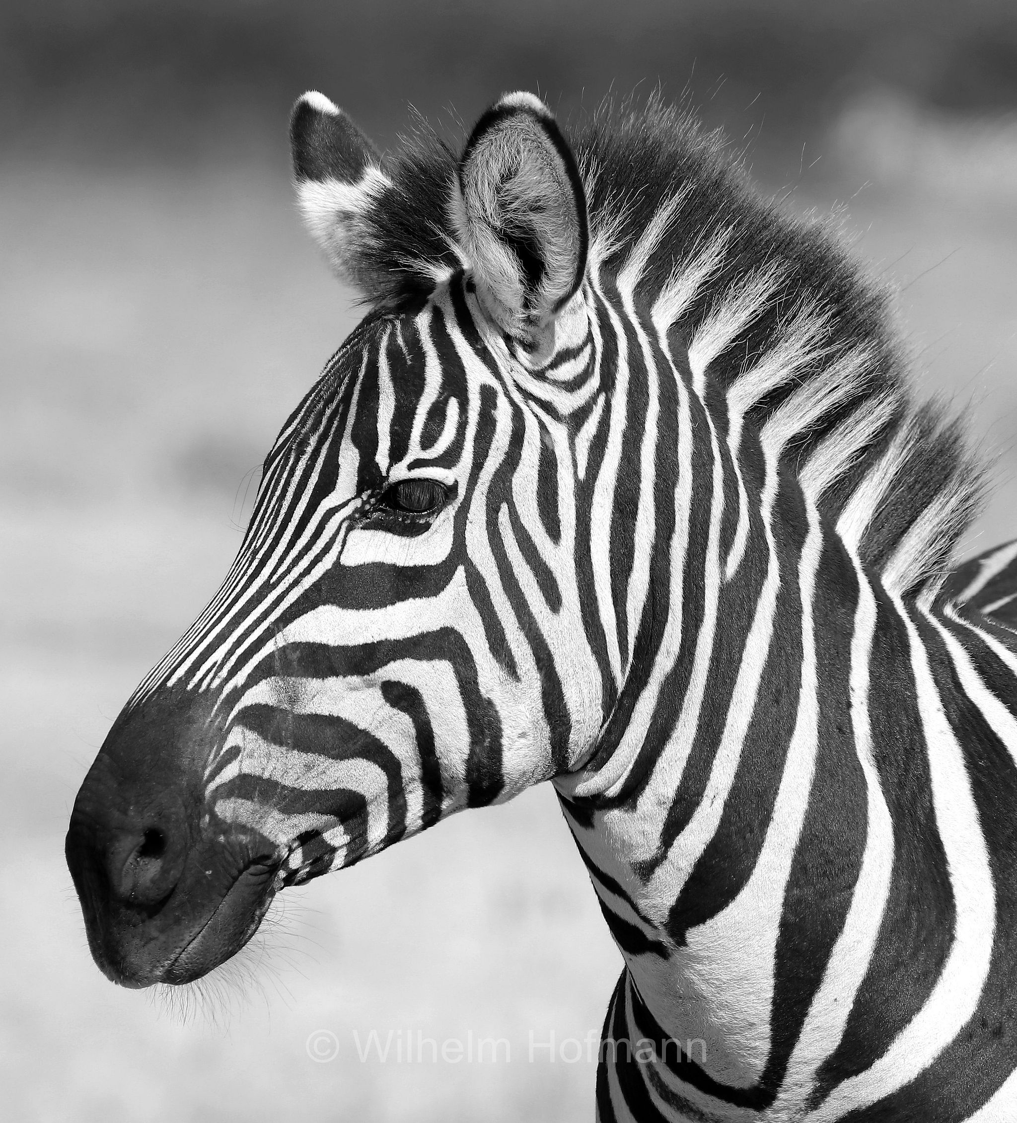 plains zebra, Steppenzebra, zebra di pianura, equus quagga, area di conservazione di Ngorongoro, Ngorongoro Conservation Area, Ngorongoro Krater, Tanzania, Tansania