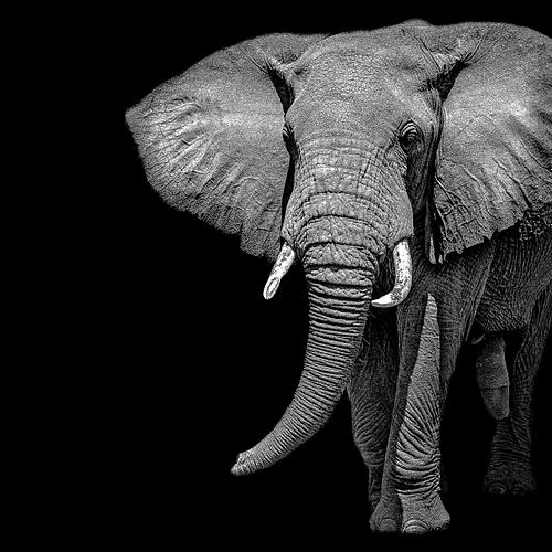 Entrée d'un éléphant dans le cadre en Tanzanie