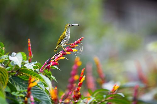 Arachnothera magna - Streaked spiderhunter