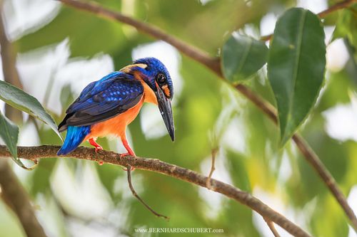 Alcedo meninting - Blue-eared kingfisher
