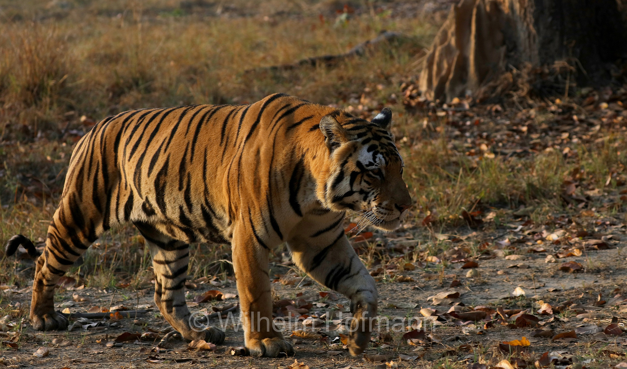 Bengal tiger, Königstiger, Bengal-Tiger, Indischer Tiger, tigre del Bengala, tigre reale del Bengala, Panthera tigris tigris, Kanha National Park, Kanha-Nationalpark, parco nazionale di Kanha, Madhya Pradesh, India, Indien, Kanha Zone