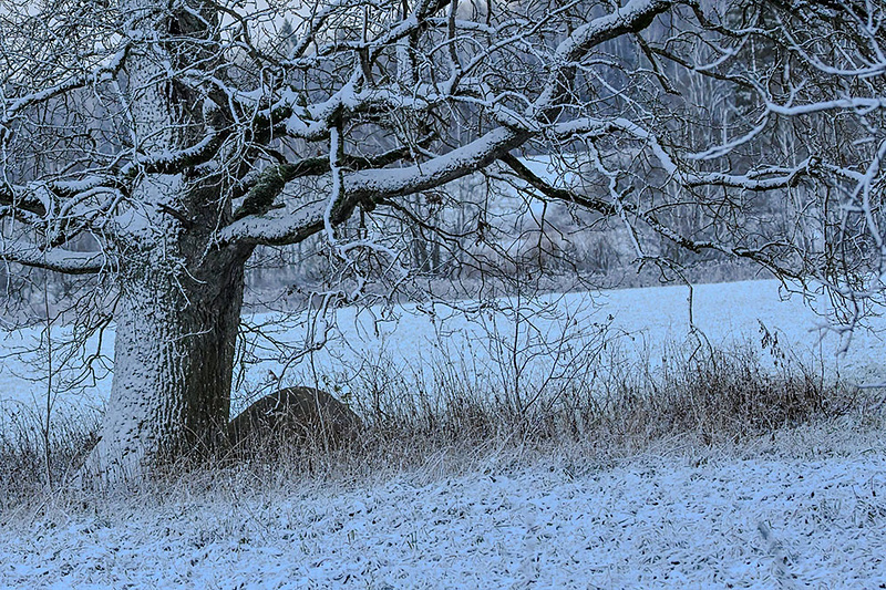 Kevadine aprill tõi ühe hetkega lume maha.