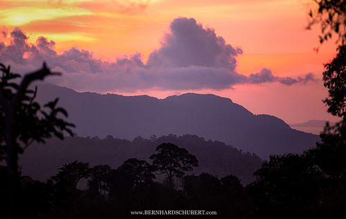 Rainforest sunset