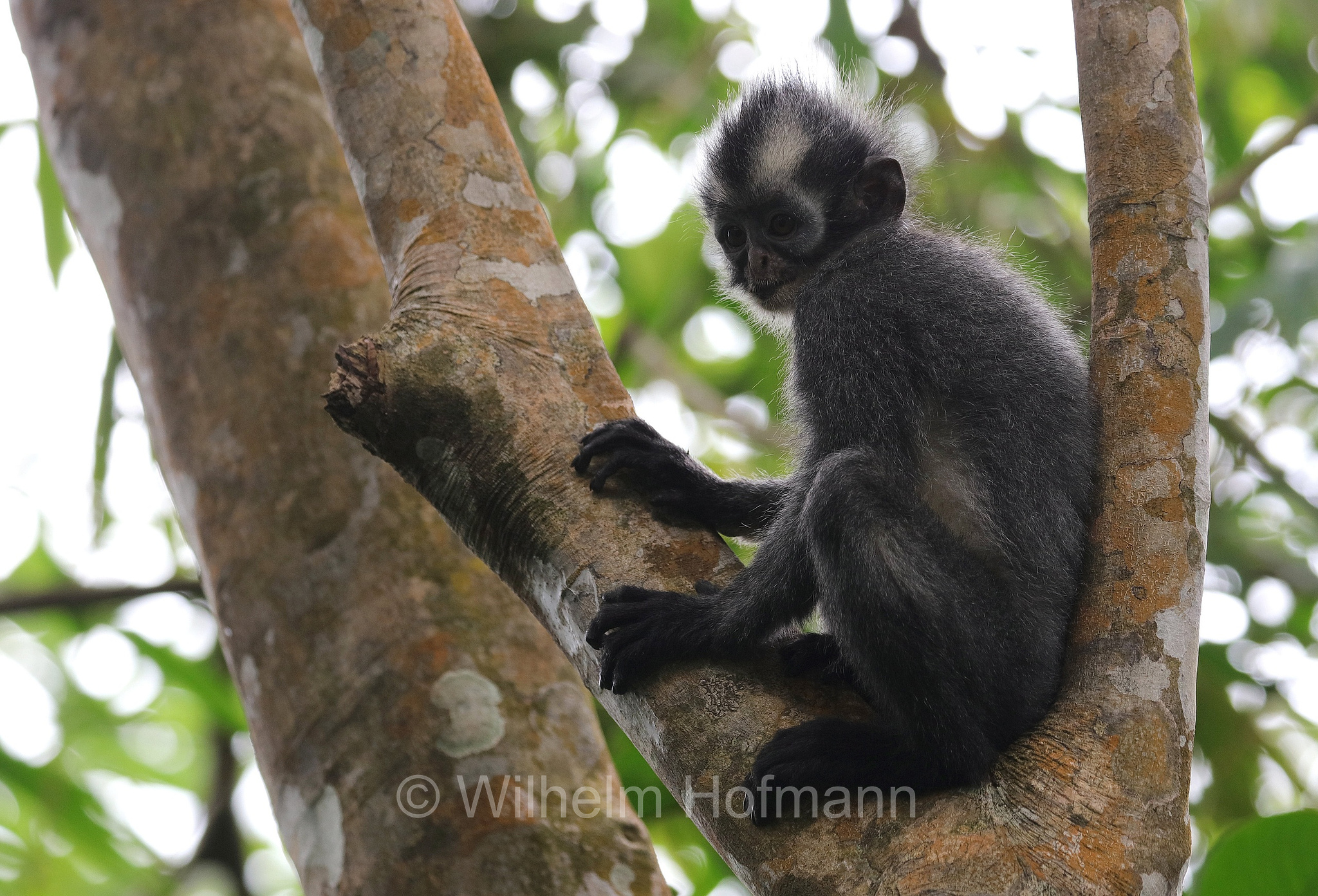Thomas's langur, North Sumatran leaf monkey, Thomas's leaf monkey, Thomas-Langur, presbite di Thomas, Presbytis thomasi﻿, Gunung Leuser National Park, Nationalpark Gunung Leuser, parco nazionale di Gunung Leuser, Bukit Lawang, Sumatra, Indonesia, Indonesien