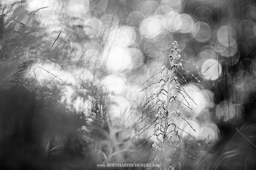 Himantoglossum adriaticum - Adriatische Riemenzunge