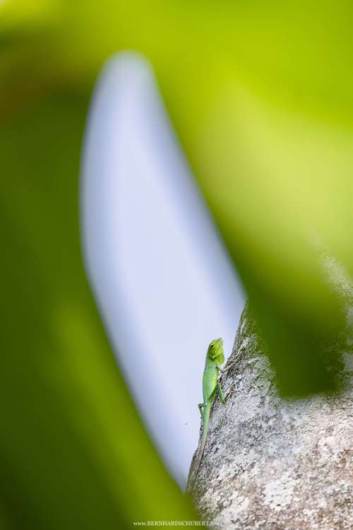 Bronchocela cf. cristatella - Crested green lizard