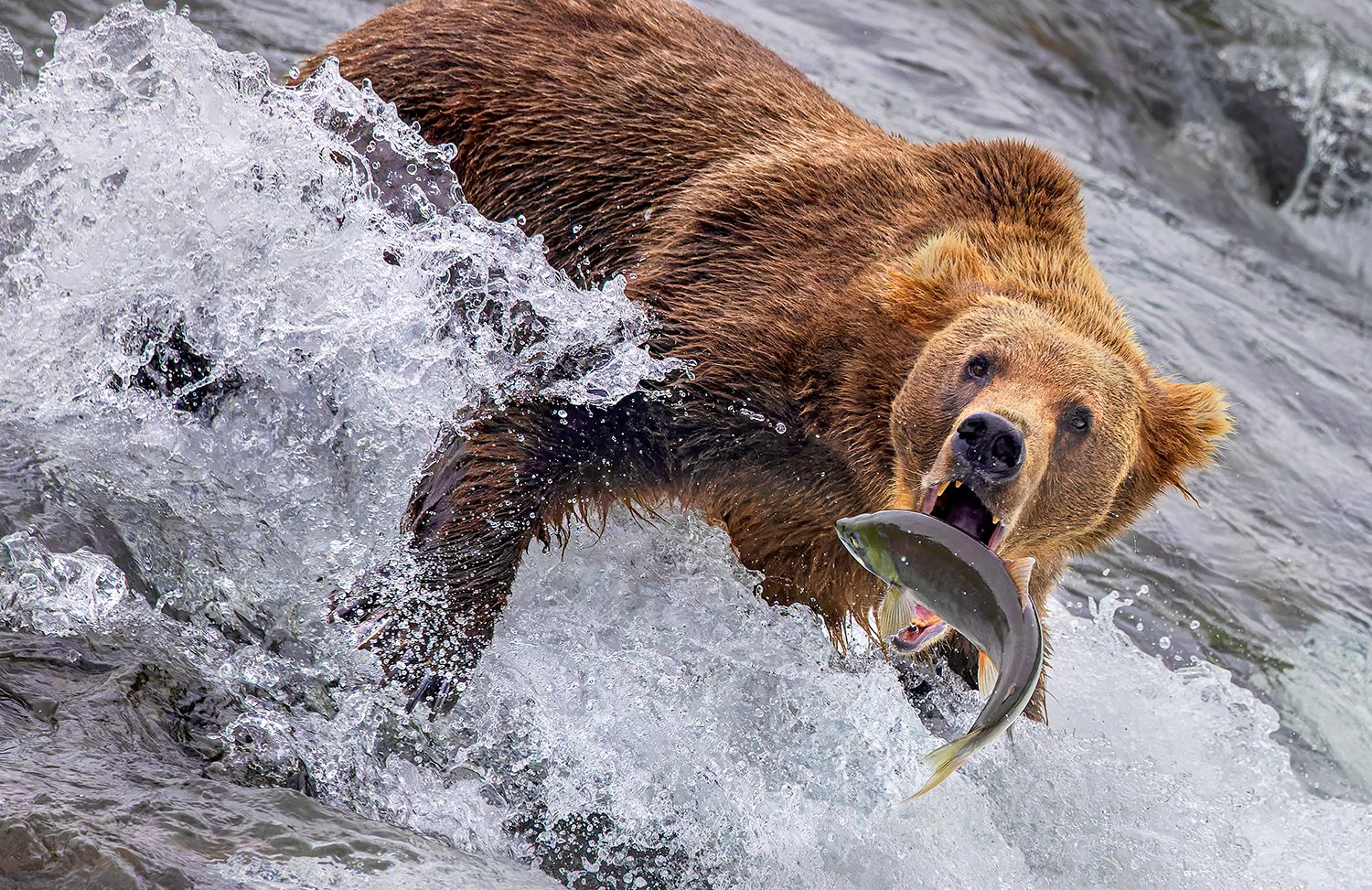 The Catch