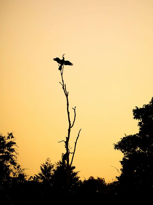 Anhinga melanogaster – Orient-Schlangenhalsvogel