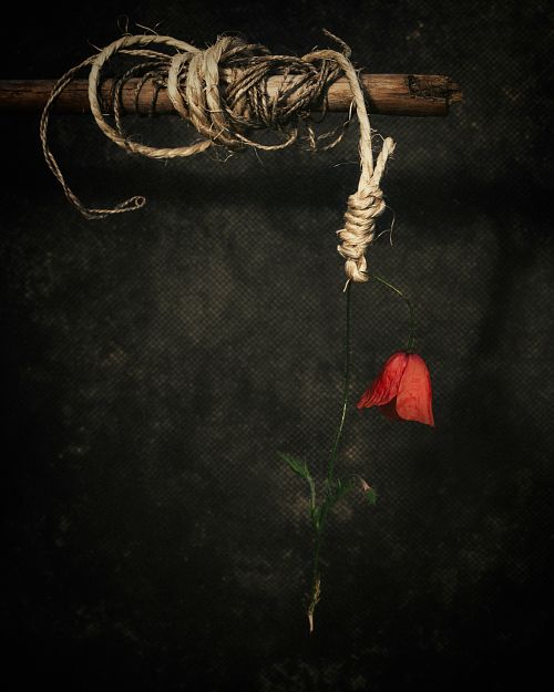 Photographie fine art d’un coquelicot rouge suspendu à une corde nouée, symbolisant la perte, le lâcher-prise et la libération de liens toxiques — œuvre de Pascal Yennis, Namur, Belgique.