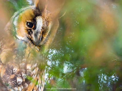 Asio otus - Long-eared Owl