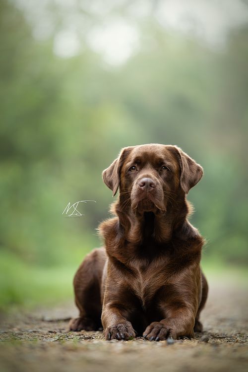 Portretfoto bruine Labrador-Labradoodle met groene achtergrond