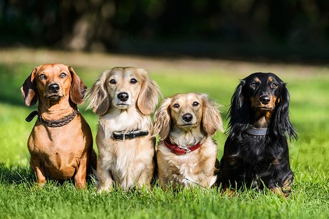 Photographie d'animaux de compagnie en groupe