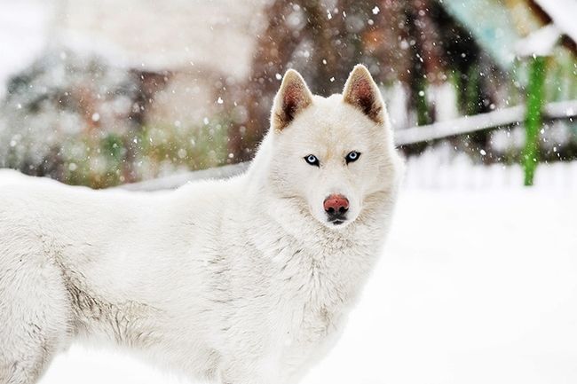 Composición de fotografía de invierno