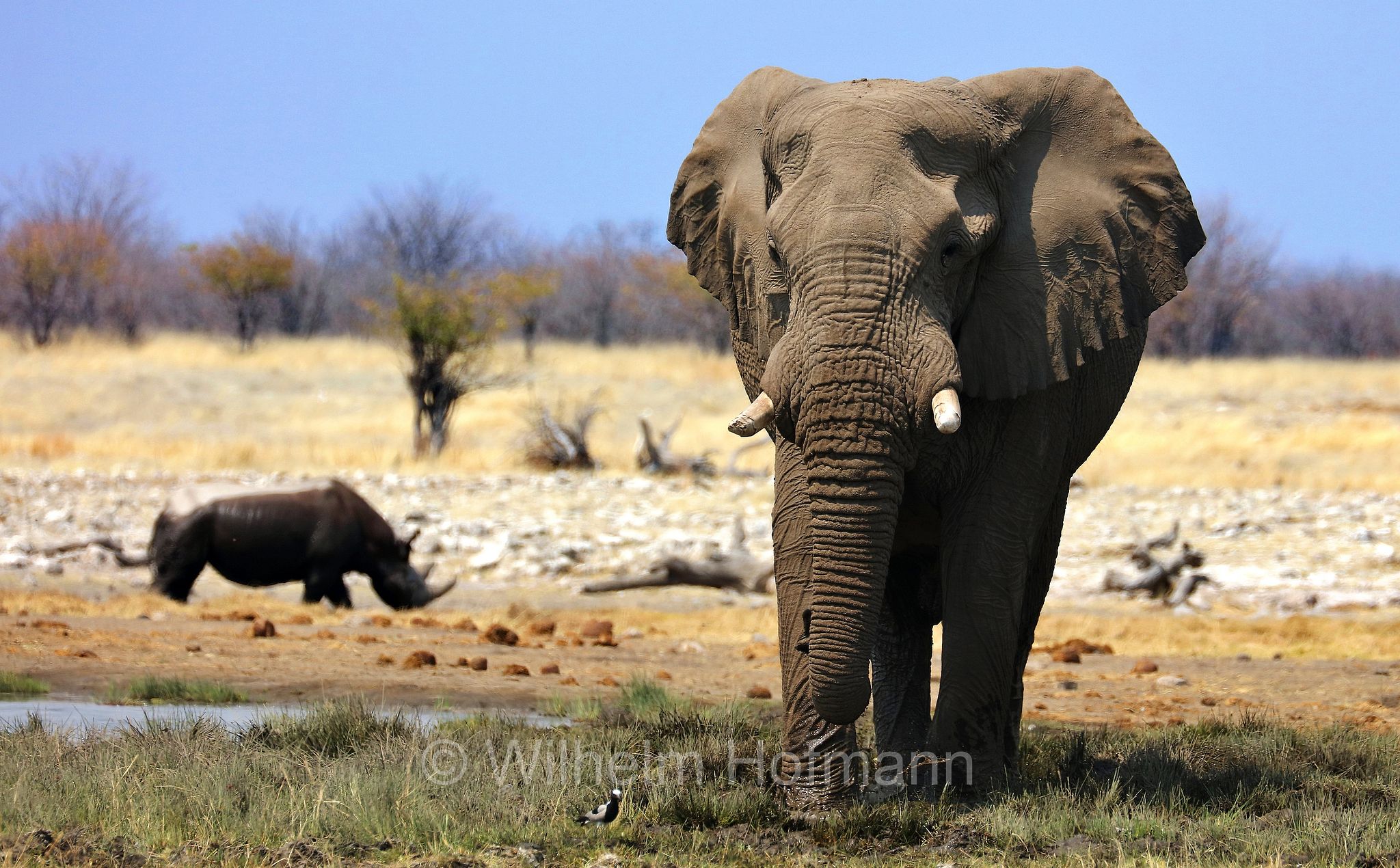 African bush elephant, African savanna elephant, Afrikanischer Elefant, Afrikanischer Buschelefant, Afrikanischer Savannenelefant, Afrikanischer Steppenelefant, elefanto africano, elefanto africano di savana, Etosha-Nationalpark, Etosha National Park, parco nazionale d'Etosha, Namibia