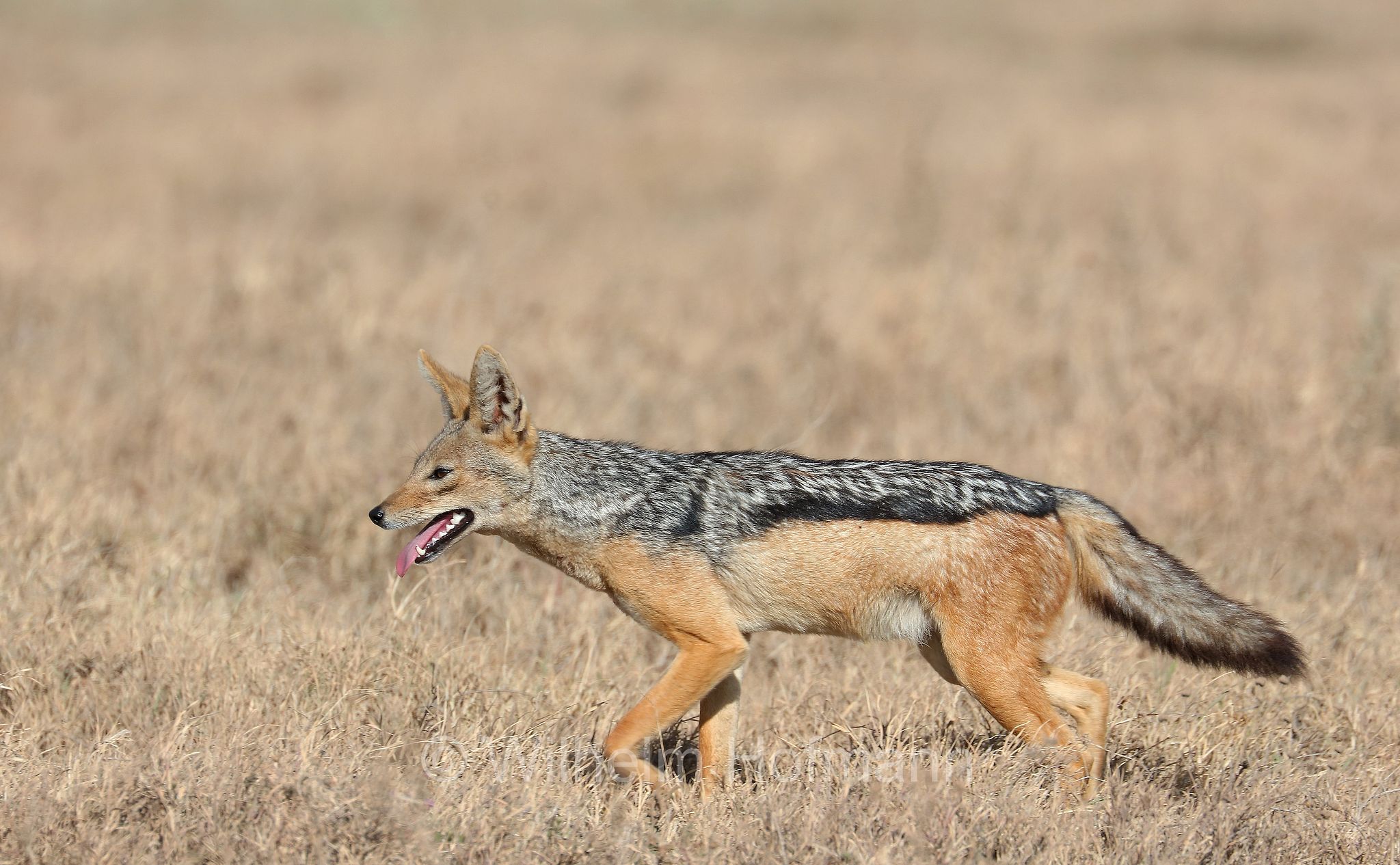 Lupulella mesomelas, black-backed jackal, Schabrackenschakal, sciacallo dalla gualdrappa, sciacallo dal dorso argentato, area di conservazione di Ngorongoro, Ngorongoro Conservation Area, Ngorongoro Krater, Tanzania, Tansania