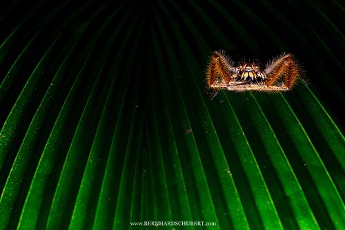 Heteropoda davidbowie - David Bowie spider