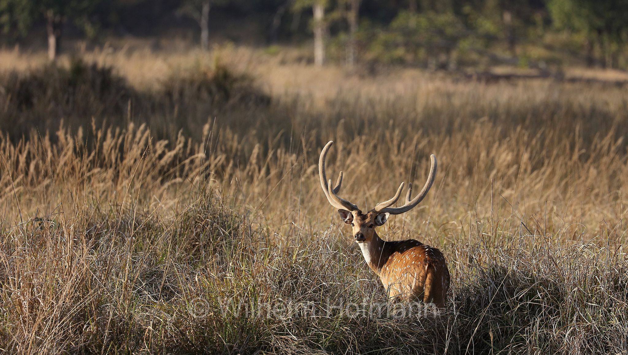 chital, spotted deer, axis deer, Axishirsch, cervo pomellato, Axis axis, Kanha National Park, Kanha-Nationalpark, parco nazionale di Kanha, Madhya Pradesh, India, Indien
