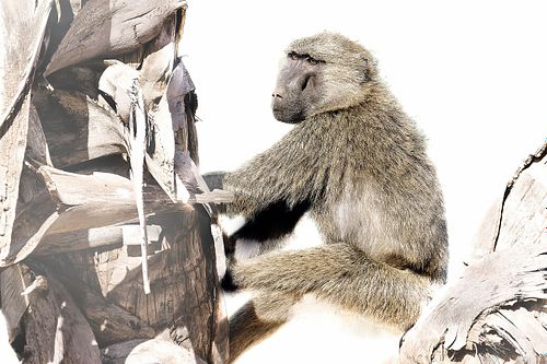 Singe sur fond blanc au Kenya
