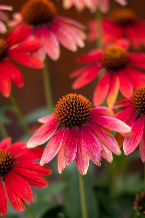 Cone Flowers